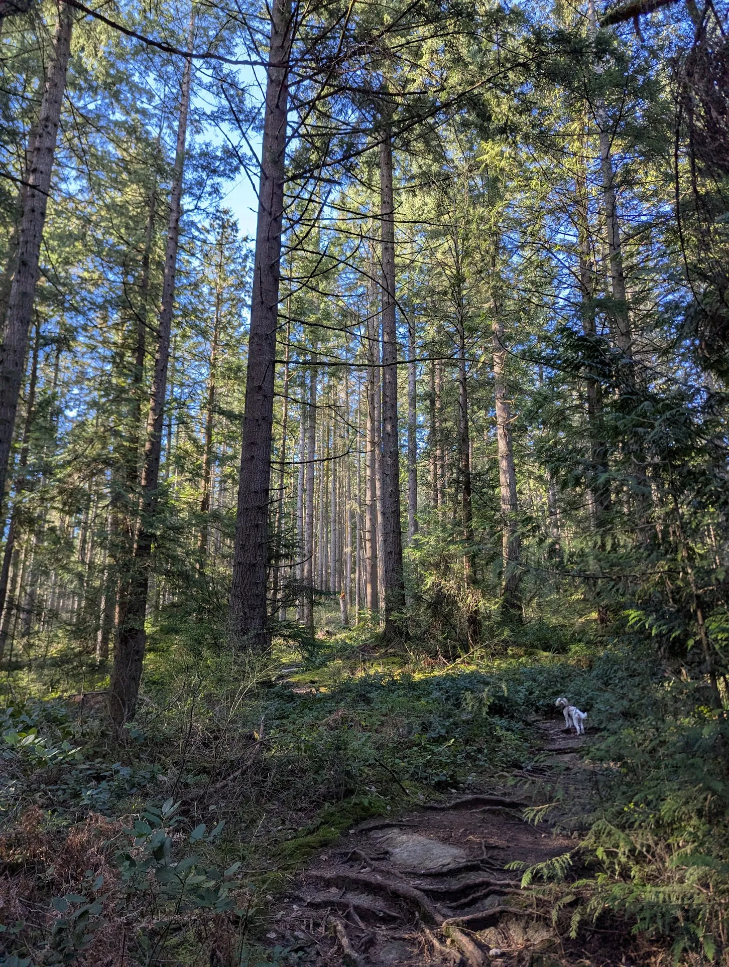 Forest hike